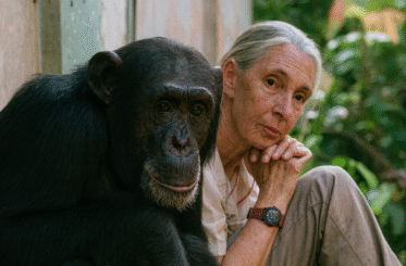 jane goodall canva