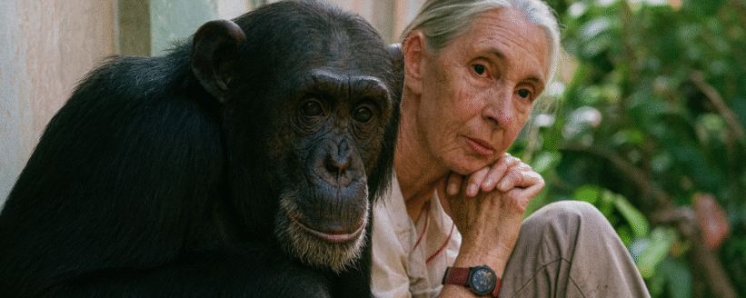 jane goodall canva